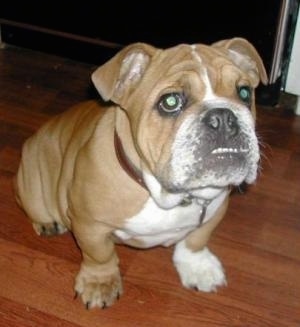 Nelly the Bulldog Puppy sitting on a hardwood floor and looking at the camera holder