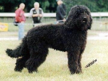 barbet poodle mix