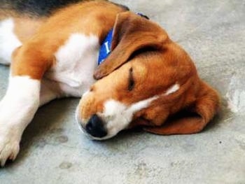 Close Up - Flash the Beagle sleeping on the floor