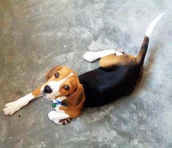 Flash the Beagle laying down
