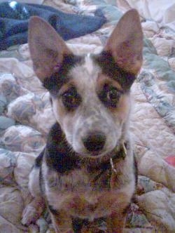 An Australian Cattle puppy is sitting on a blanket and it is looking forward.