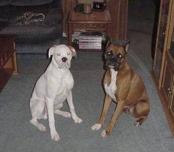 Two Boxers, one is white and the other is fawn, sitting next to each other and looking at the camera holder in a living room