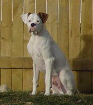 A white Boxer sitting in front of a tall wooden fence