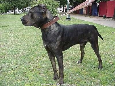 Bes the Presa Canario is standing in grass wearing a leather collar and short leash with a bush and light post behind it
