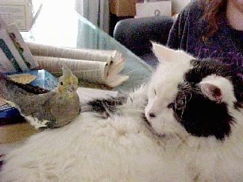 A white with black cat is laying on a table and there is a yellow with green and white bird laying on the cats back