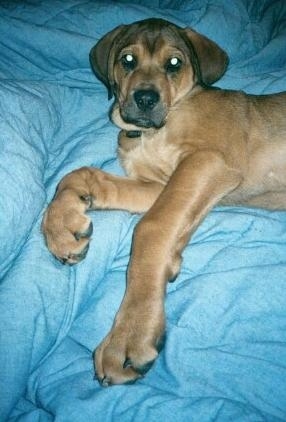 A large puppy is laying on a bed that is covered by a blue blanket and looking forward