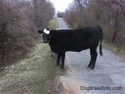 A black with white Cow is standing across a driveway looking forward.