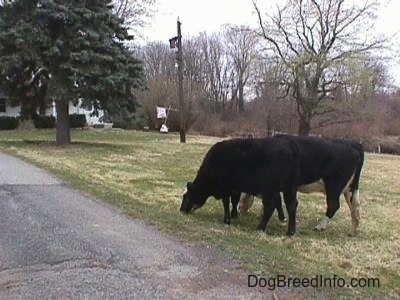 Two black with white cows are standing close to each other eating grass in front of a white farm house.