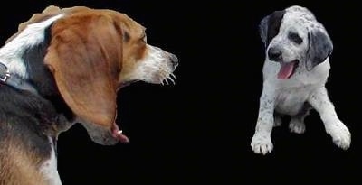 A brown, black and white tricolor Beagle is yawning with a white and black dog yawning across from it. The dogs are looking at one another.