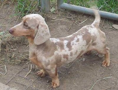 spotted dachshund