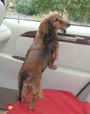 red Dachshund dog in car