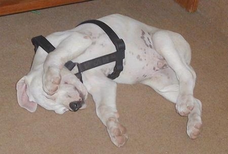 Rocco the Dogo Argentino puppy is wearing a black harness and sleeping on its side, belly-up in a house with its paw in the air.