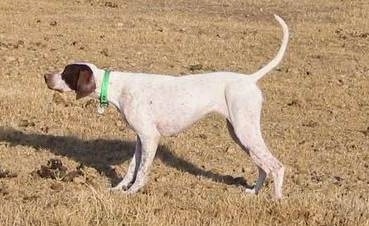 english pointer pointing