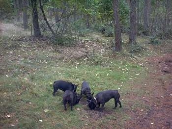 Four black French Bulldogs are standing in grass at the edge of woods in a circle digging into the ground