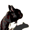 This is an animated gif of a French Bulldog turning forward and licking its nose