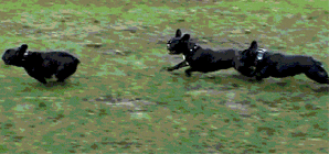 Three black French Bulldogs running through a green grassy lawn