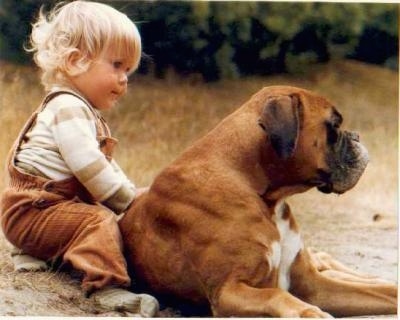 A fawn and white Boxer dog is laying on the dirt ground with a little blonde child behind it.