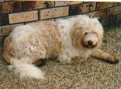 A longhaired tan and cream German Sheeppoodle is laying on in dirt in front of a brick wall