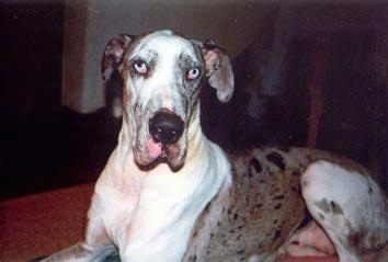 A blue-eyed white and gray harlequin Great Dane is laying on a rug