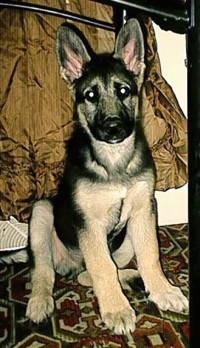 A black and tan German Shepherd puppy is sitting on a rug under a window