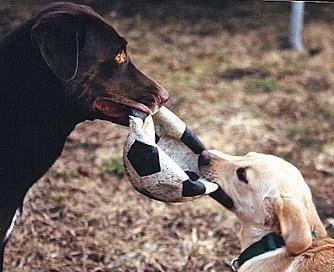 A chocolate Lab / Shepherd mix and a yellow Lab are outside having a tug of war with a flat soccer ball