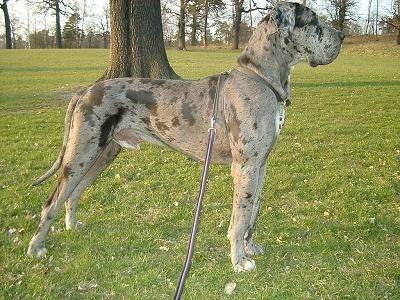 Right Profile - A grey with black and white Great Dane is standing outside in grass with a tree behind it.