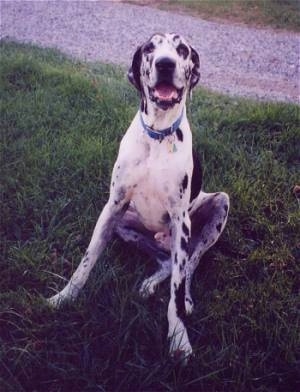 A black, gray and white harlequin Great Dane is sitting in grass in front of a walkway. Its mouth is open and tongue is out