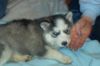 The right side of a pudgy, fluffy, thick coated, grey and white Siberian Husky puppy is laying across a light blue surface, it is looking forward and there is a persons hand on the side of its face.