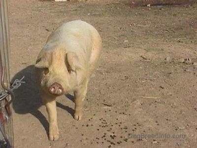 A white hog is walking down dirt looking forward.