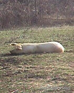 A very large fat hog is laying outside in mud and dirt.