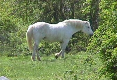 A white Horse is walking across a field into a line of trees in front of it.