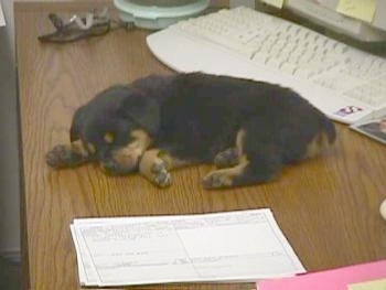 A little Rottweiler puppy is sleeping on a computer desk next to a keyboard.