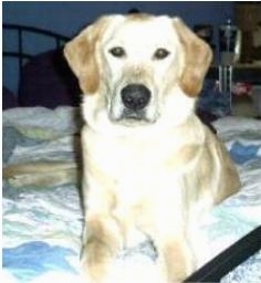 A yellow Labrador Retriever is laying on a human's bed.