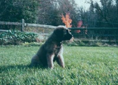A Leonberger puppy is sitting in grass and looking to the right. There is a split rail fence behind it and behind the fence someone is having an open fire.