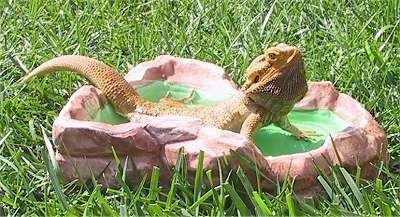 A Bearded Dragon is outside in grass laying in a rock pool.