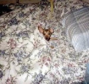 A little brown and tan Chihuahua is laying under covers on top of a bed.