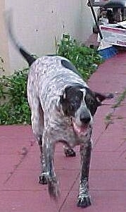 Action shot view from the front - A white with black English Pointer mix is running down a brick red colored flagstone walkway in a backyard. Its mouth is open and its tongue is out.