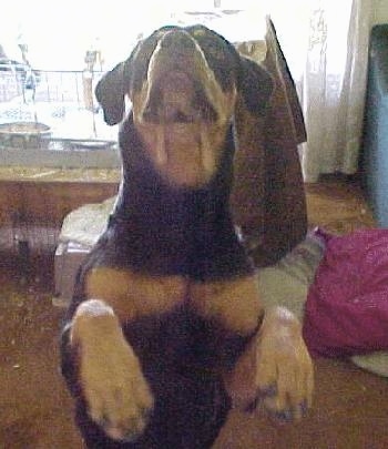 A Rottweiler is standing on her hind legs looking up with her front paws up in front of her