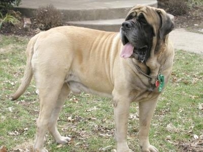 Side view - A wrinkly, tan with black English Mastiff dog is standing in grass and it is looking to the left. Its mouth is open and tongue is out.