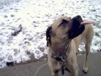 A tan with black English Mastiff is standing on a sidewalk and there is a small amount of snow covering the grass behind it. The dog is sticking out its tongue catching snowflakes