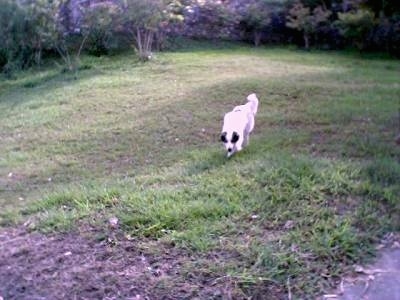 A white with black Mucuchie dog is walking down grass in a yard.