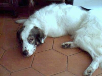 A white with black Mucuchie dog is laying down on a brown six sided tiled floor in a house.