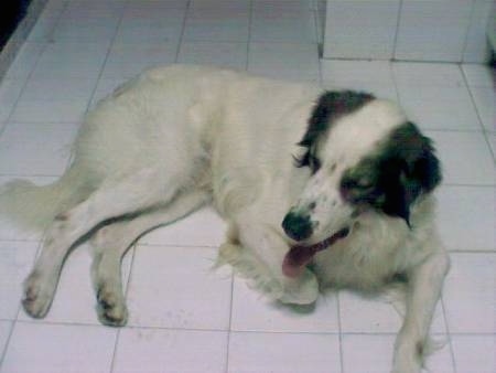 A white with black Muccuchies dog is laying on a white tiled floor looking to the left. Its mouth is open and tongue is out.