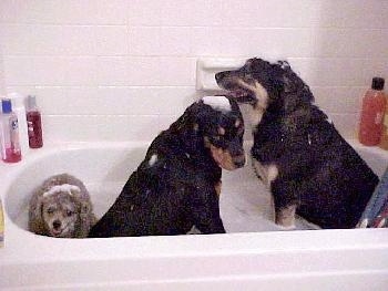 There are three dogs in a soapy bathtub. Two are black and tan, a Rottie and a GSD mix and there is a small grey Toy Poodle dog with his mouth open and tongue is out