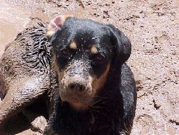 Close Up - A black and tan Rottie dog is laying in mud