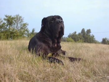 Front view - A black Neapolitan Mastiff is laying in brown grass looking forward.