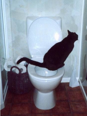 Olly the cat peeing a toilet with a brown wicker basket of toilet paper on the floor behind him