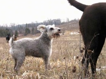 A grey with white Mini Schnauzer is standing behind a bigger dog in a field with two other dogs in the distance