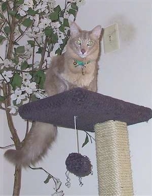 Mocha the Oriental Longhair Cat is sitting on a cat post and in front of a plant, next to a light switch.