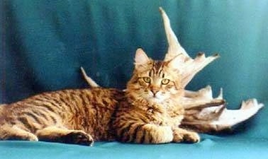 A Pixie-Bob Cat is laying on a blue backdrop in front of a driftwood tree limb